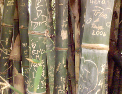 Adelaide : Bamboo